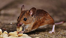 24 Hour & Emergency Exterminators in Steeles, WV